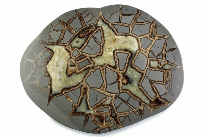 Polished Septarian Nodule End-Cut - Utah #378408